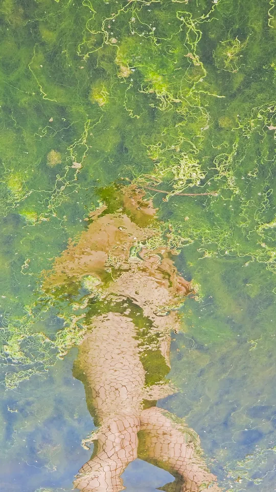 Kadr z nagrania do Acid Rain: sylwetka pod warstwą glonów, ujęcie pionowe